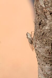 Insect nature fauna