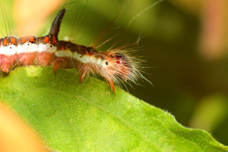 Larva nature living nature