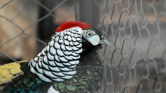 Birds colombia nature