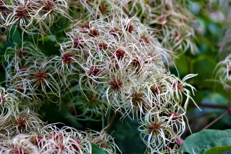 Nature plant filigree