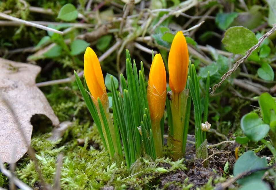 Forest flowers spring flowers
