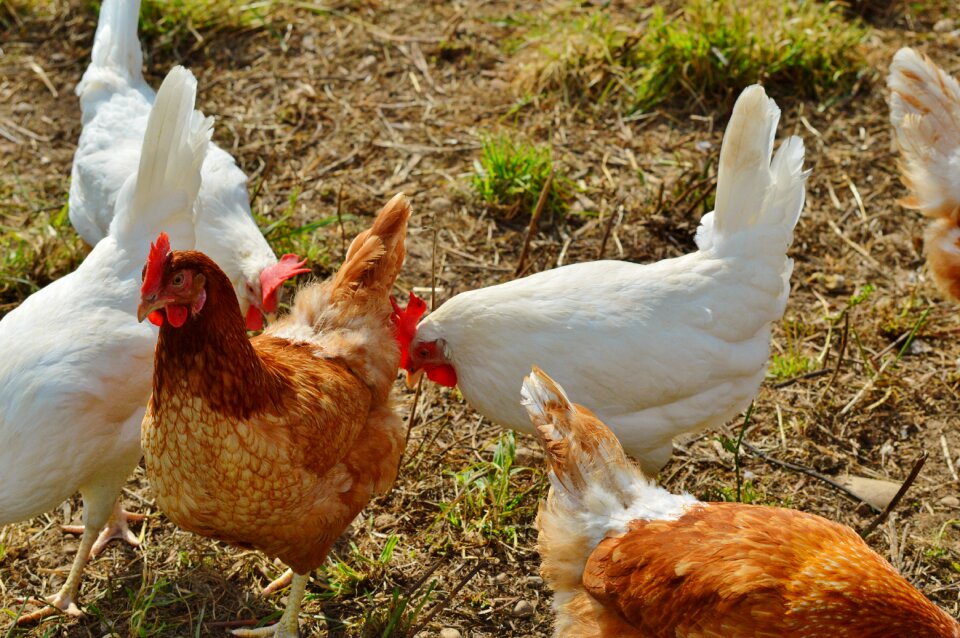 Pinnate free range farm