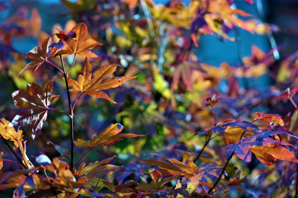 Nature autumn foliage