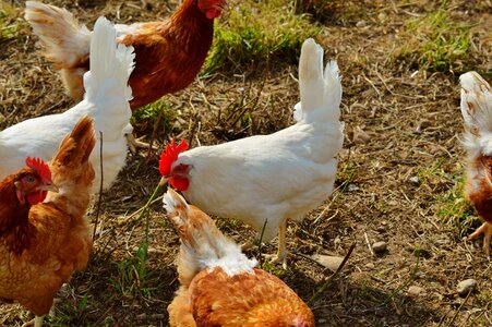 Many chickens pinnate free range photo
