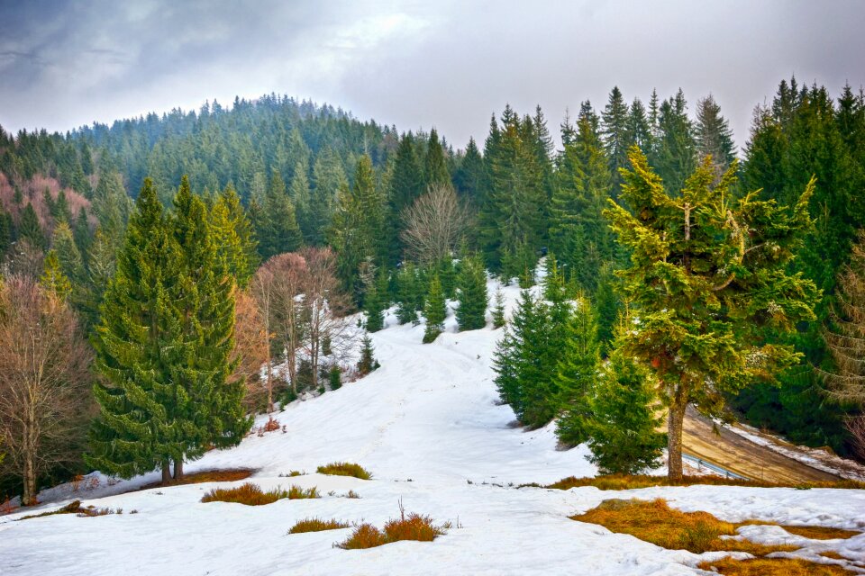 Tree mountain landscape photo