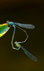 Fly animal mating photo
