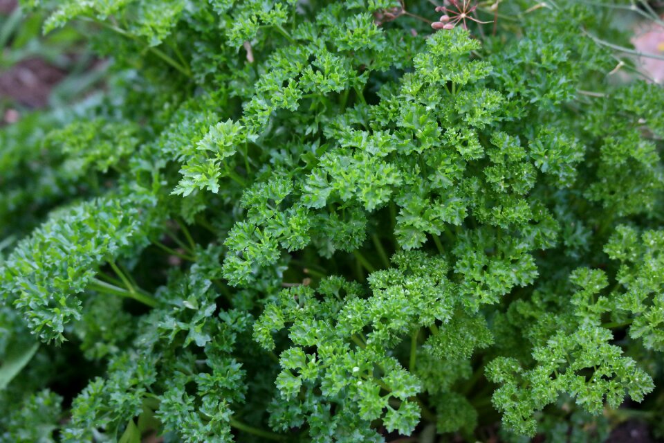 Green plant food