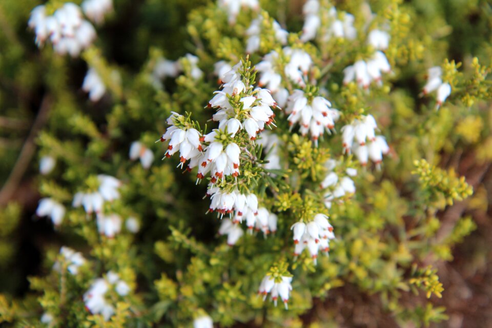 Heather white white flowers Free photos