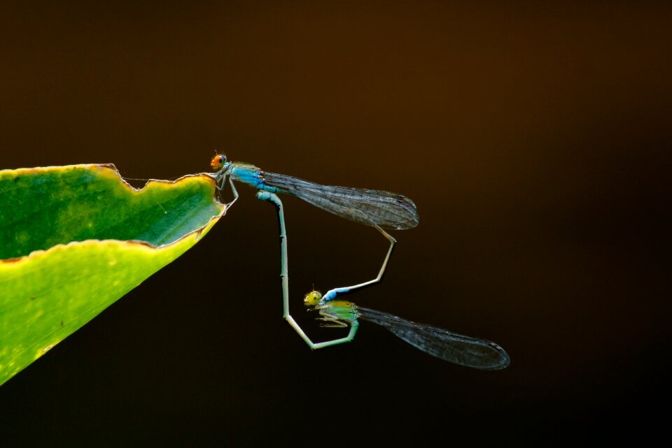 Fly animal mating photo