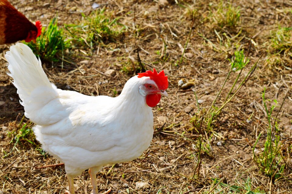 Pinnate free range farm