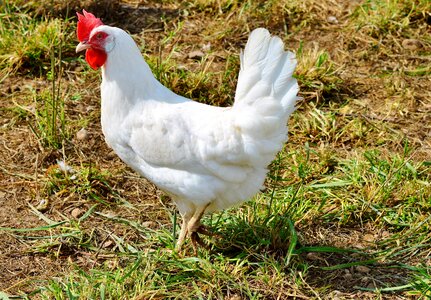 Pinnate free range farm