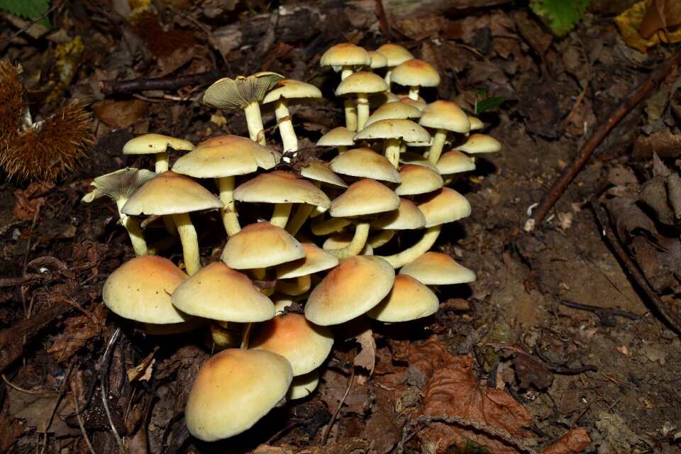 False tack mushrooms autumn