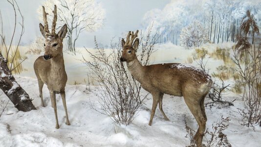 Museum decoration wildlife