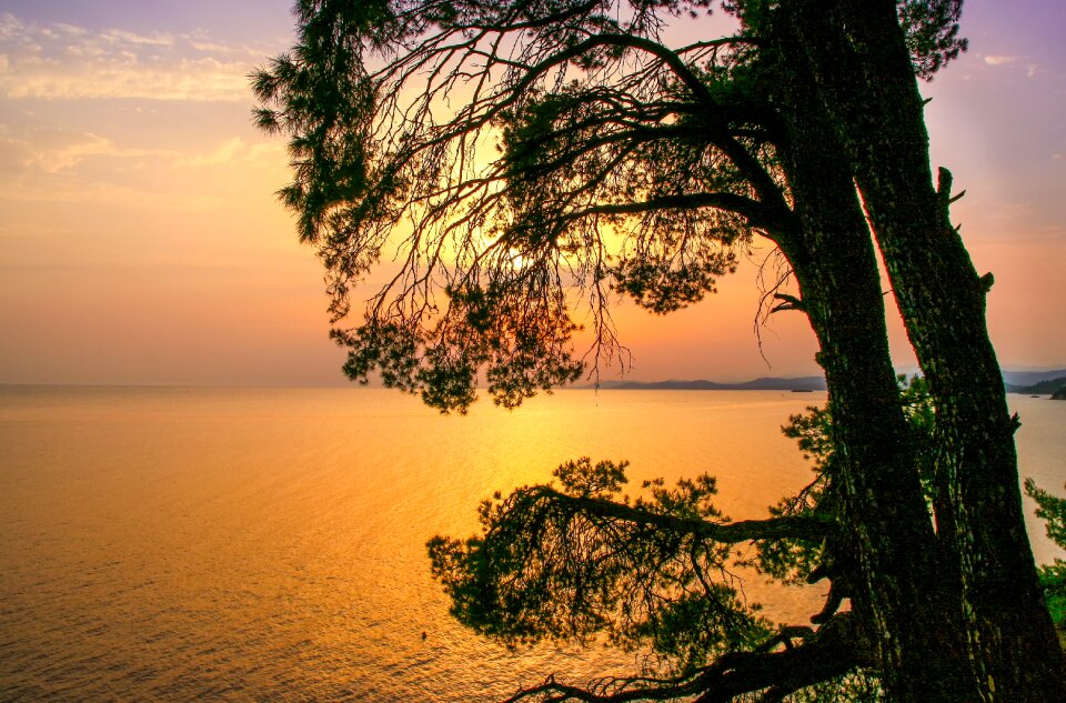 Tree sunset sun