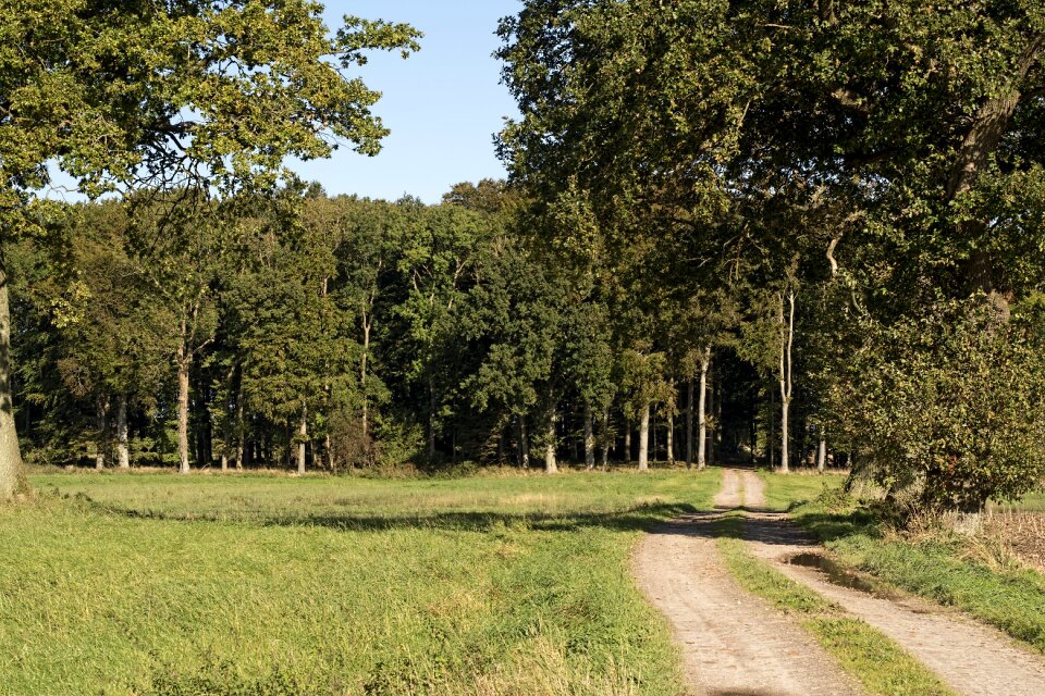 Deciduous trees deciduous forest autumn