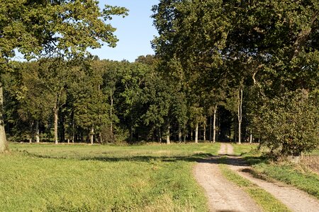 Deciduous trees deciduous forest autumn photo