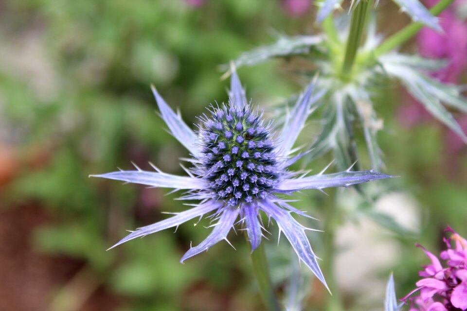 Flora natural spiky
