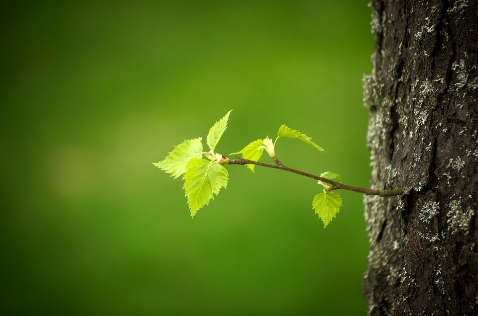 Branch green leaf