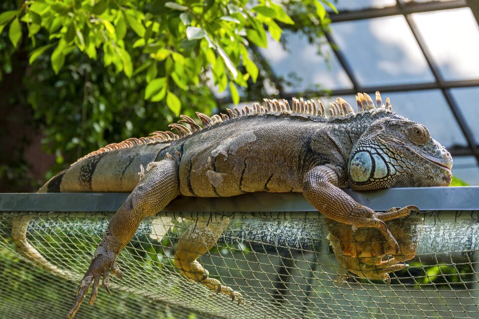 Animal world lizard wild