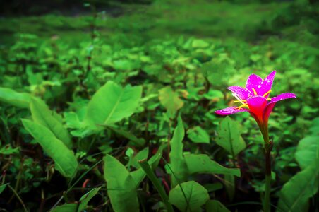 Lone pink green