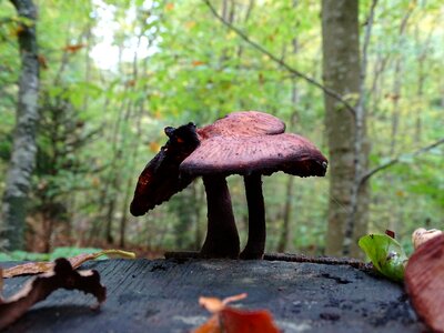Forest floor autumn forest mushroom