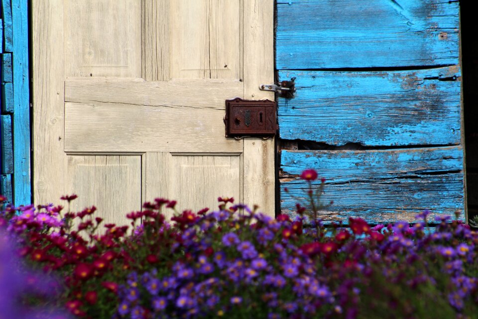 Shed garden flowers