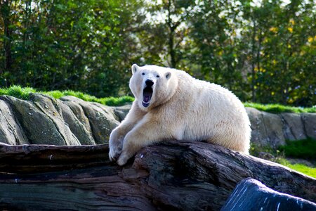 Bear arctic nature