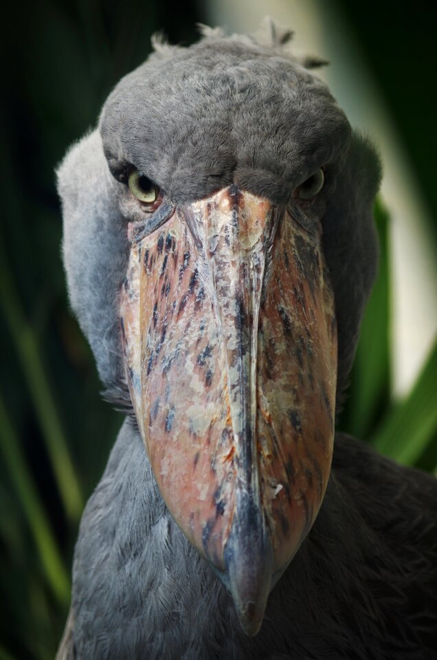 Animal beak dinosaur