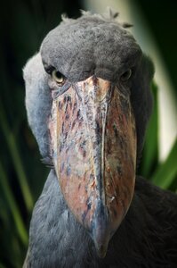 Animal beak dinosaur photo