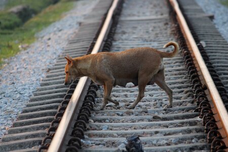 Railroad track railway dog