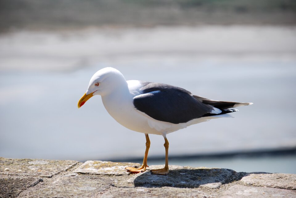 Nature bird animal