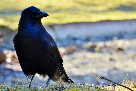 Bird black feather