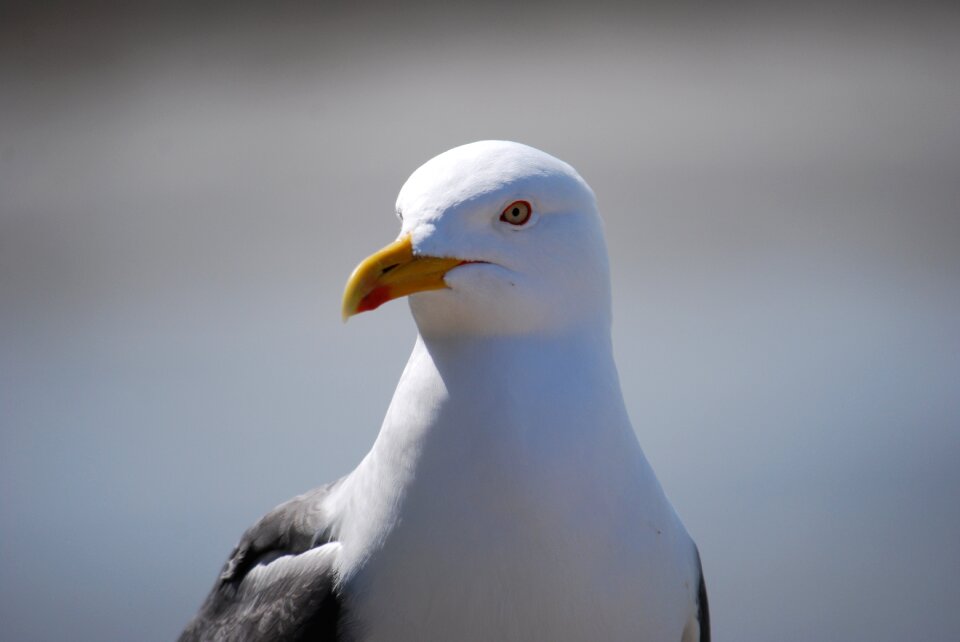 Nature bird animal