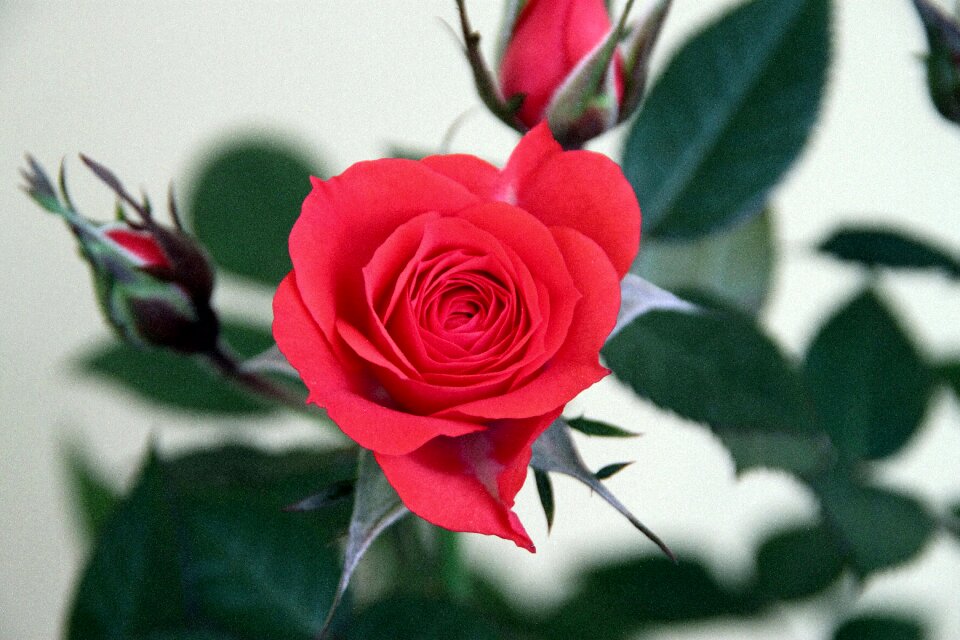 Floral petal flowering
