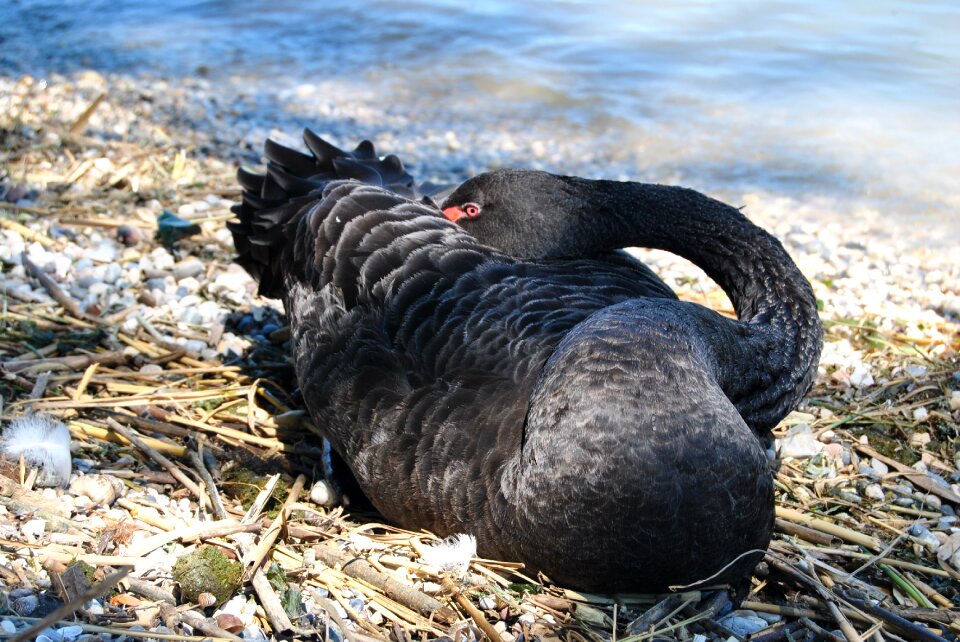 Outdoors swan black swan