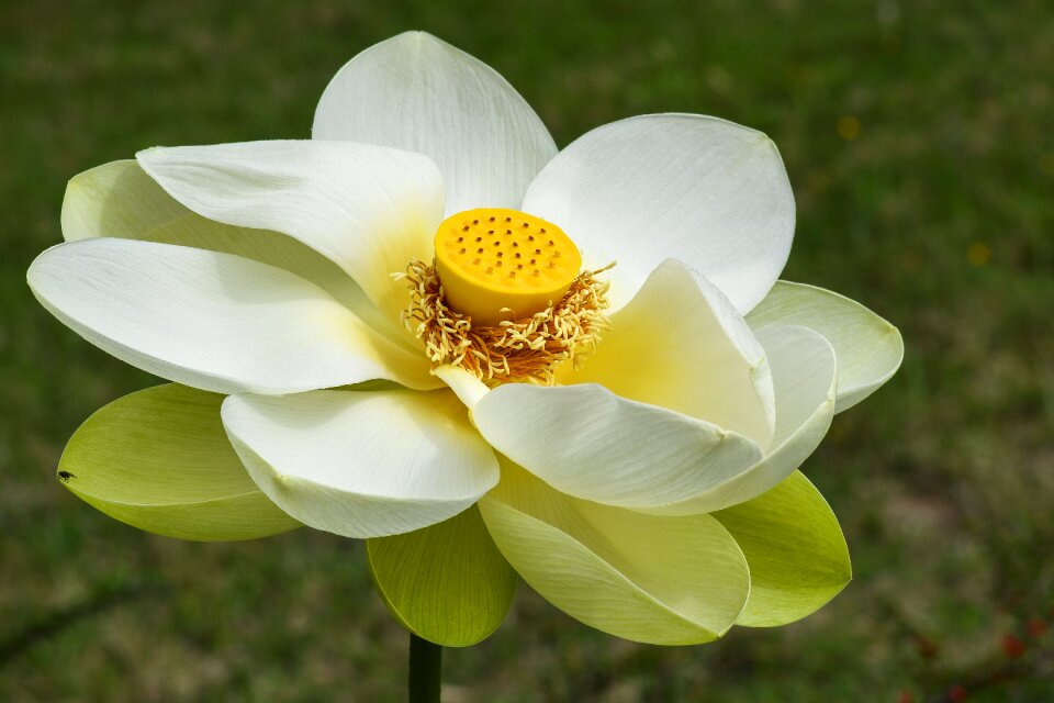 Aquatic plant flower lotus