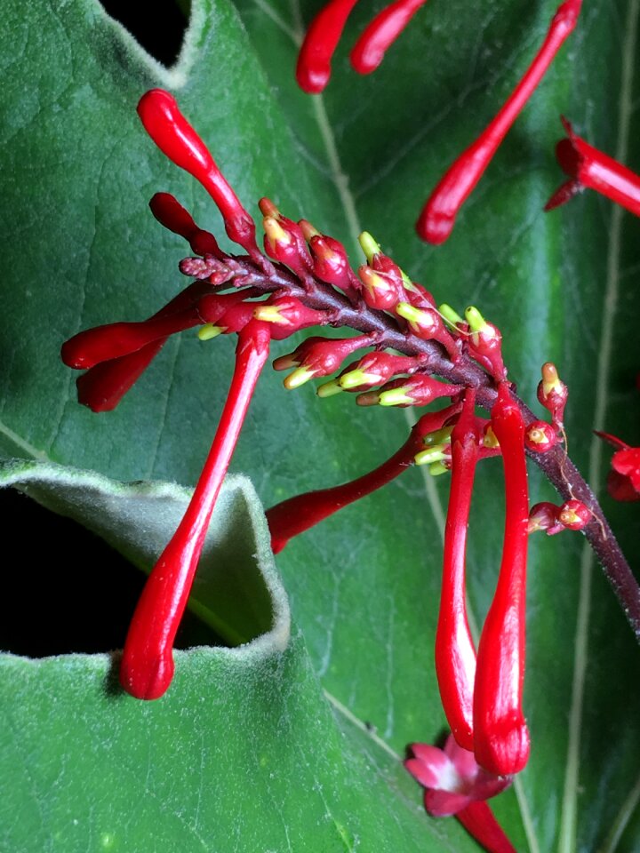 Leaf garden approach