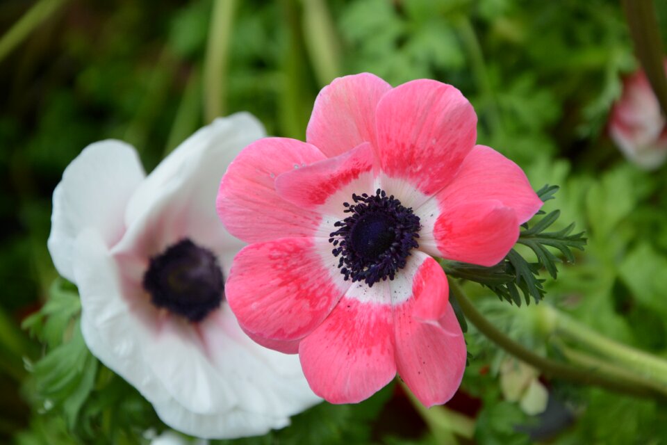 Color pink white garden nature floral photo