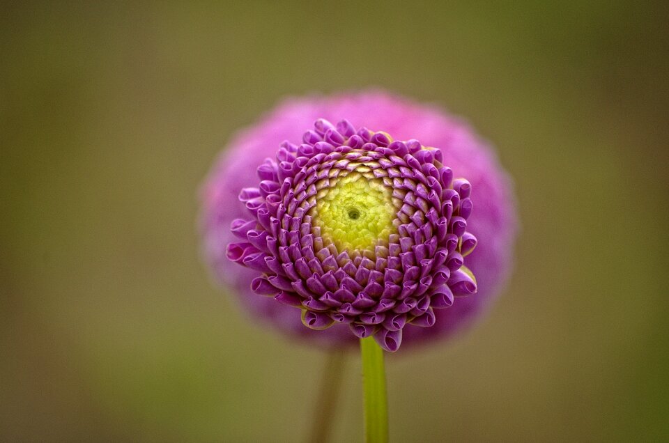 Close up flora summer