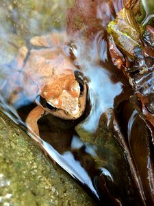 Nature water amphibian photo