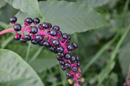 Fruits of phytolacca american