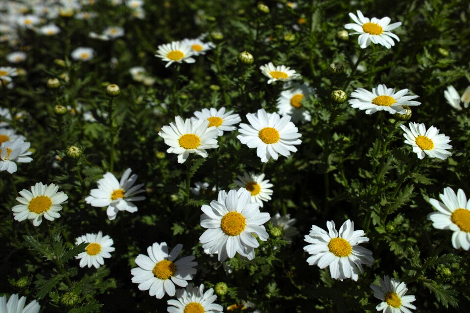 Plant nature flowers