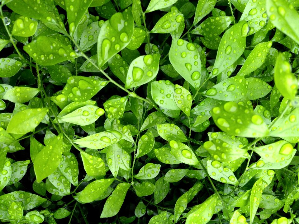 Leaf nature freshness