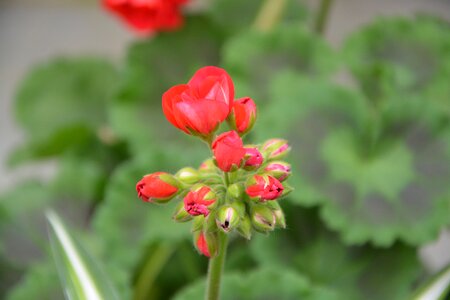 Green foliage nature plant photo