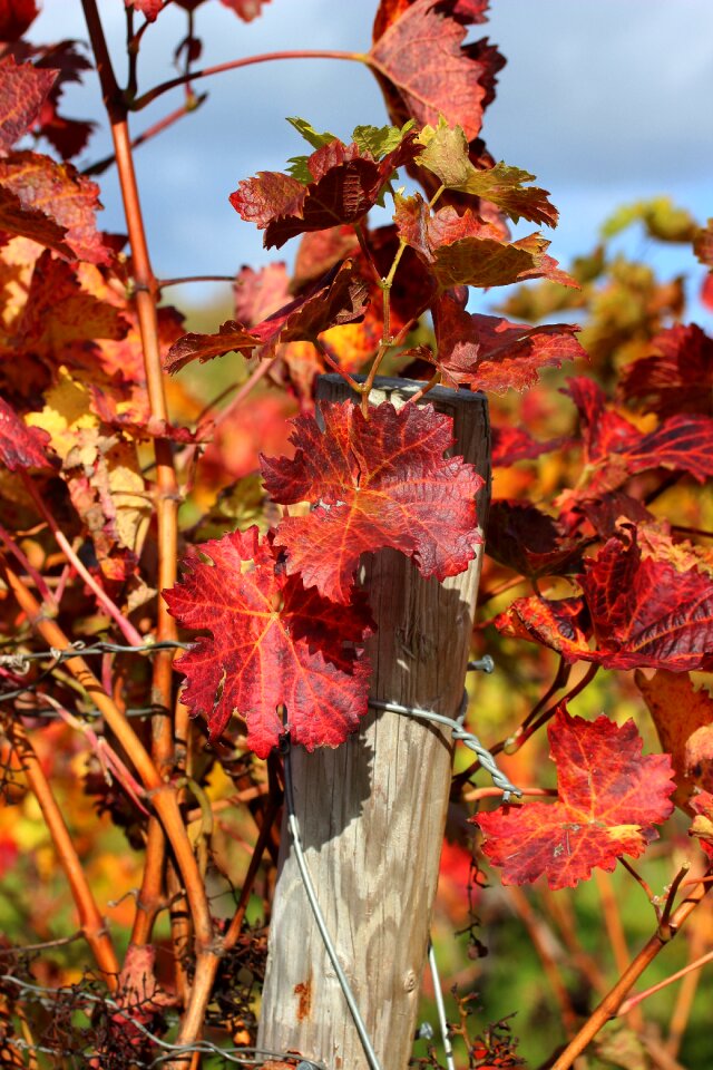Plant fall color rebstock
