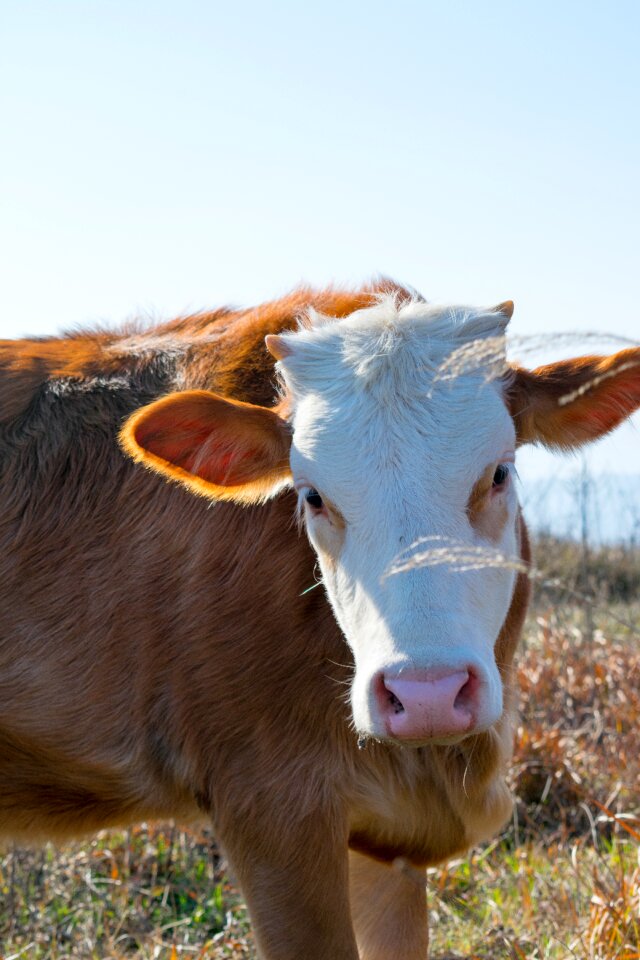 Livestock mammal yellow cattle