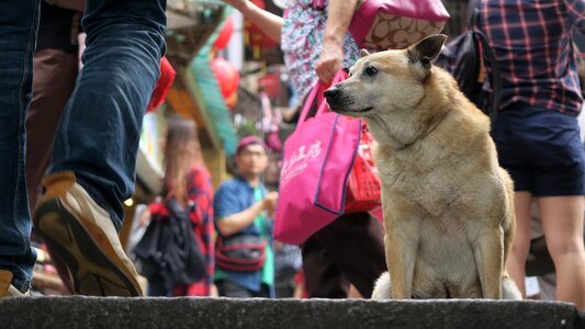Street mammal dog