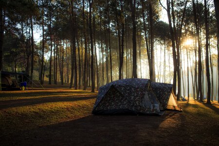 Camp forest brown camping