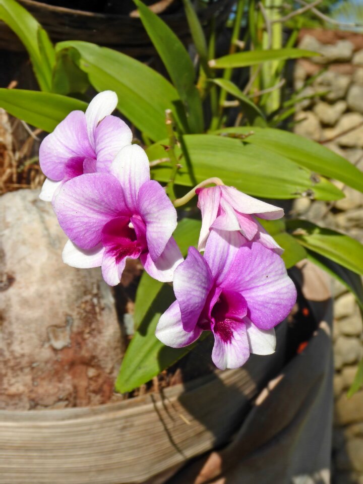 Nature tropical petal