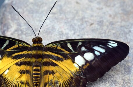 Nature butterflies beautiful